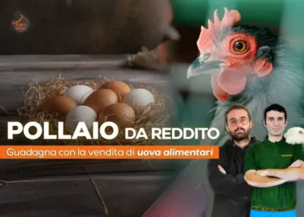 Pollaio da Reddito - Rendita Agricola