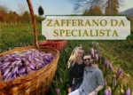 Zafferano Da Specialista – Rendita Agricola
